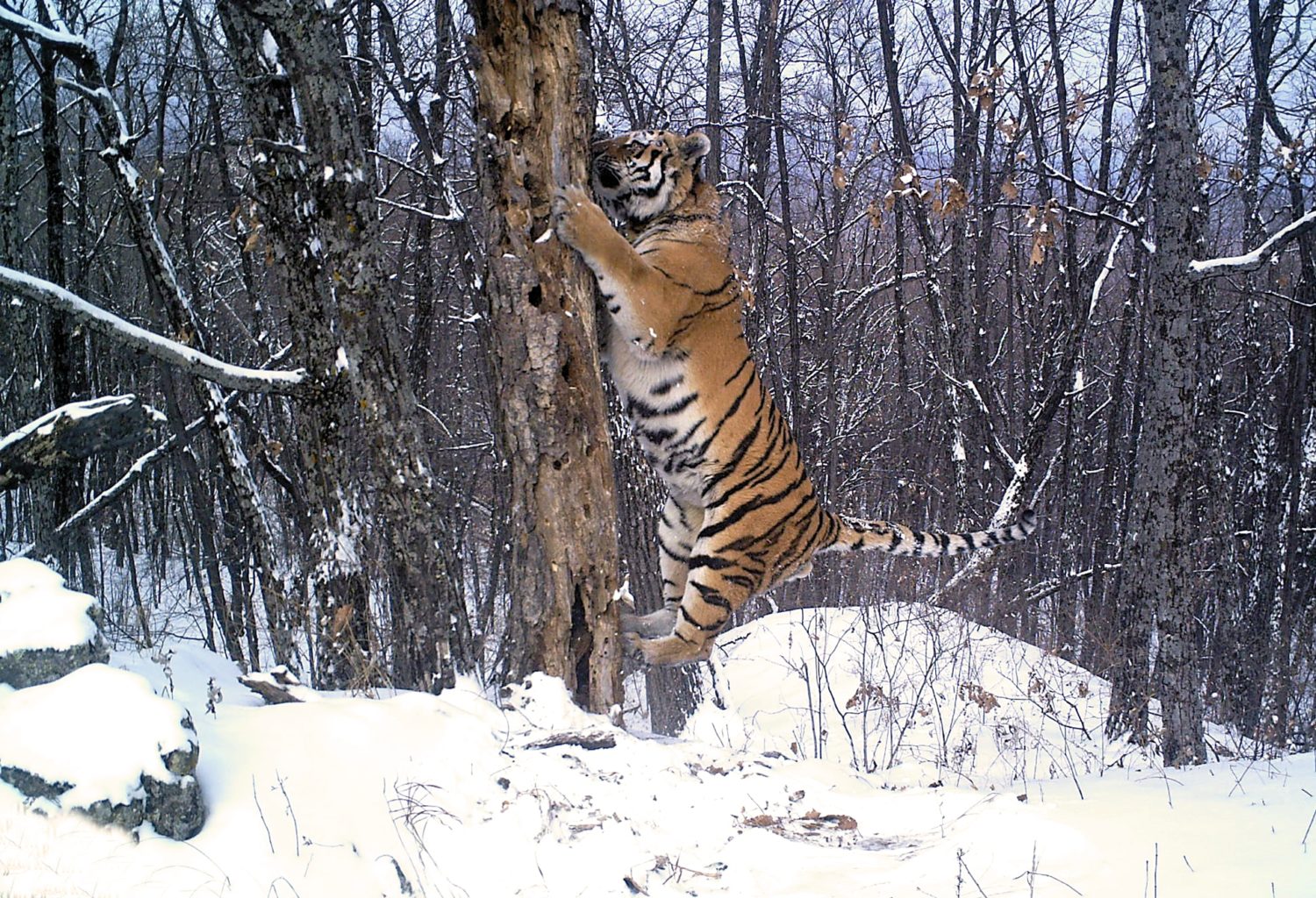 Tiger today. Тигров в ЕАО. Тигр охотится. Амурский тигр на охоте. Амурский тигр охотится.